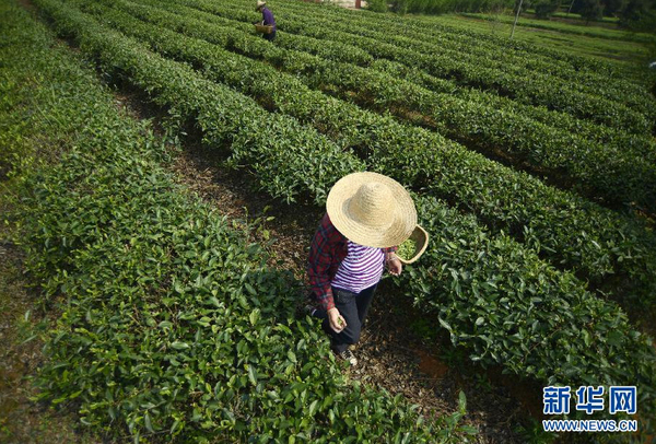 全國各產(chǎn)茶區(qū)迎來“明前茶”采摘高峰8