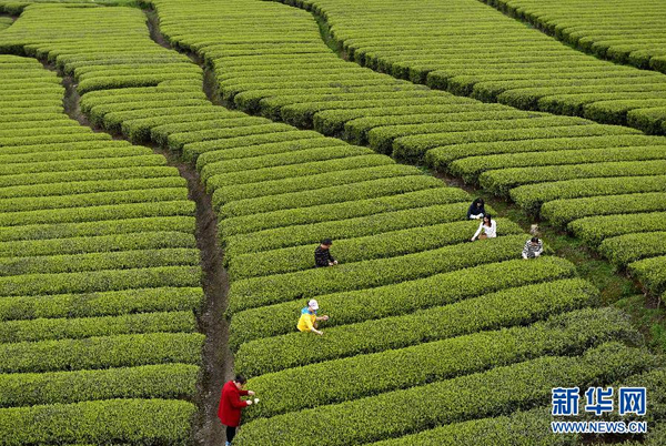 全國各產(chǎn)茶區(qū)迎來“明前茶”采摘高峰7