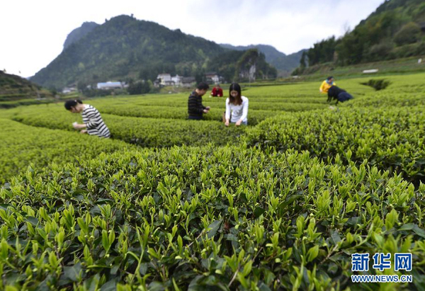 全國各產(chǎn)茶區(qū)迎來“明前茶”采摘高峰6