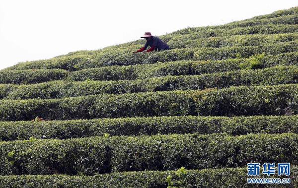 全國各產(chǎn)茶區(qū)迎來“明前茶”采摘高峰5