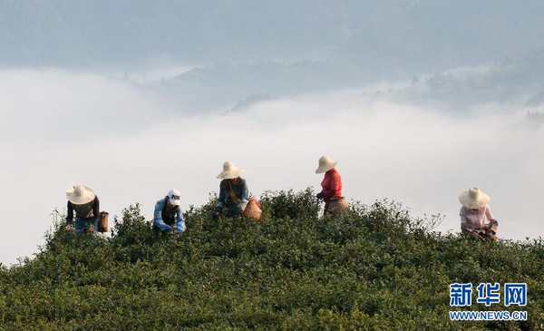 全國各產(chǎn)茶區(qū)迎來“明前茶”采摘高峰4