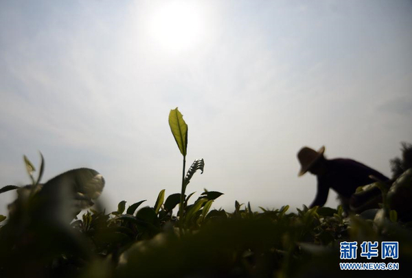 全國各產(chǎn)茶區(qū)迎來“明前茶”采摘高峰3