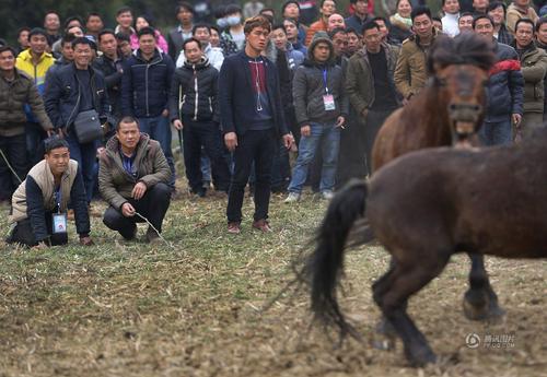 馬主和工作人員在一旁緊張地看著兩馬爭(zhēng)斗。