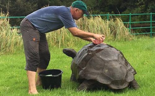 外媒:英國184歲陸龜首次洗澡 為全球最長壽動物