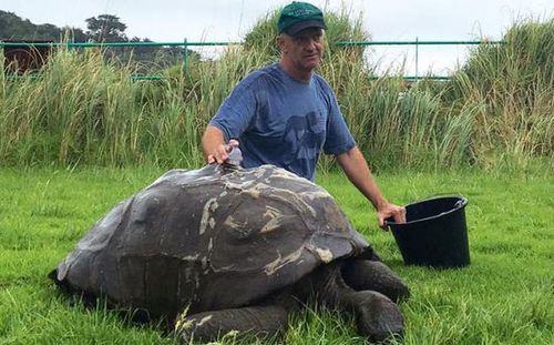 外媒:英國184歲陸龜首次洗澡 為全球最長壽動物