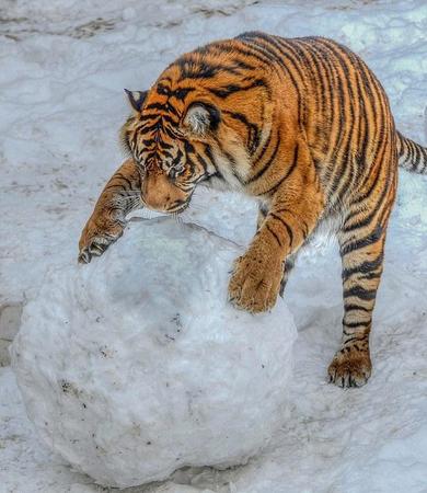 英國(guó)動(dòng)物園老虎玩大雪球畫(huà)面被拍。