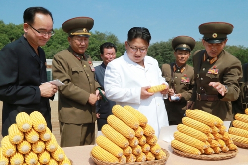 金正恩察看農(nóng)作物試點栽培田和溫室等，具體了解了育種情況。金正恩對農(nóng)場新培育出的適合朝鮮氣候土壤條件、產(chǎn)量高的玉米品種表示滿意。金正恩就農(nóng)場的今后工作作出指示，并為新品種玉米命名“平玉9”號。