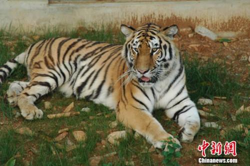 圖為合肥野生動物園的老虎。園方供圖