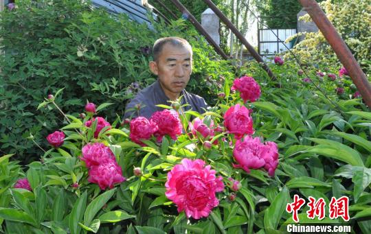 任建德2008年把花苗裝在袋子里從洛陽背回新疆。圖為他定植了第四年的芍藥?！∩蝾Ｑ?攝