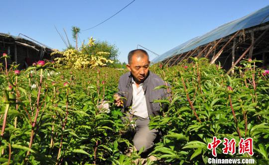 旋耕機把芍藥的枝條碰倒了，任建德正在扶枝?！∩蝾Ｑ?攝