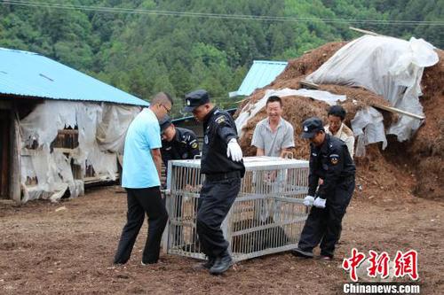 圖為民警解救黑熊。　鐘欣 攝