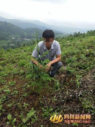 男子砍珍稀植物紅豆杉做炊具 補(bǔ)栽3畝森林贖罪