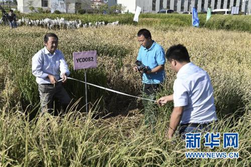 “海水稻”長(zhǎng)在海里嗎？它的這些事你不一定知道