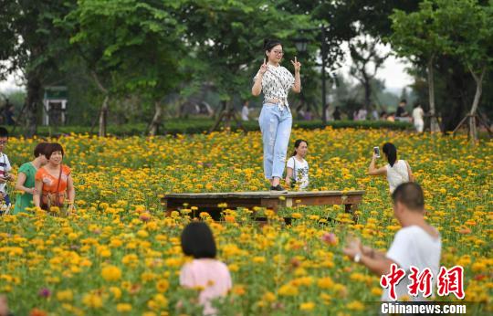 圖為游客在花叢中拍照留念。　呂明 攝