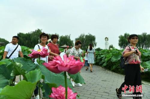 8月2日，位于雄安新區(qū)的“華北明珠”白洋淀游人如織。據(jù)了解，目前正值白洋淀最美季節(jié)，淀內(nèi)葦綠荷紅，360余種中外荷花吸引著各地的游客。圖為游客在白洋淀荷花大觀園賞荷。<a target='_blank' href='http://www.chinanews.com/'>中新社</a>記者 翟羽佳 攝