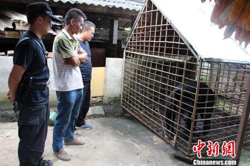 圖為王某非法飼養(yǎng)的黑熊。寧洱縣森林公安局