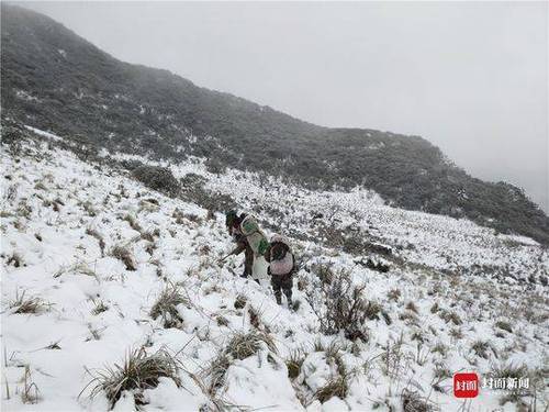 成都首次雪豹專項(xiàng)調(diào)查結(jié)束:成都范圍有 至少兩只