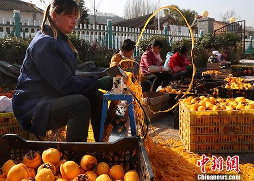 11月14日，陜西省隴縣天城鎮(zhèn)范家營(yíng)村農(nóng)戶(hù)正在采摘柿子，進(jìn)行柿餅深加工。該村有柿子樹(shù)千余棵，近半數(shù)樹(shù)齡超過(guò)百年，年產(chǎn)柿子300余噸。往年由于柿子滯銷(xiāo)造成大量柿子爛在地里。今年在當(dāng)?shù)卣鲐毟刹繋椭拢摯逡院献魃缂愚r(nóng)戶(hù)方式，正在以采摘、深加工、銷(xiāo)售一條龍服務(wù)模式脫貧。 <a target='_blank' href='http://www.chinanews.com/'>中新社</a>記者 宋吉河 攝