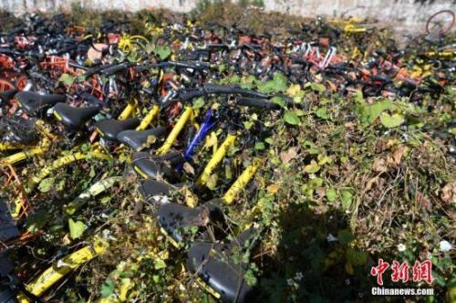 資料圖：數(shù)百輛共享單車被荒草“掩埋”。<a target='_blank' href='http://www.chinanews.com/'>中新社</a>記者 任東 攝