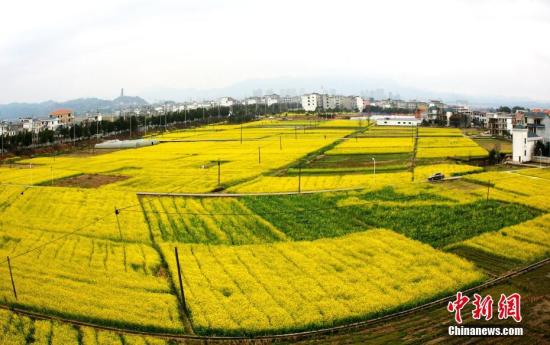 資料圖：江西省遂川縣枚江鎮(zhèn)盛開的油菜花撒滿大地。 李建平 攝