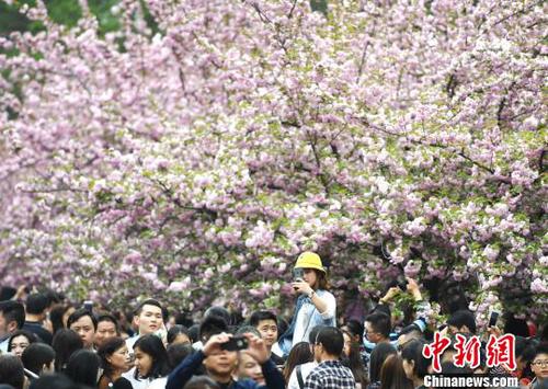 4月1日，中國科學(xué)技術(shù)大學(xué)校園內(nèi)的櫻花全面盛開，萬人涌入“櫻花大道”?！№n蘇原 攝