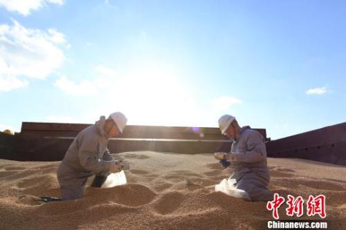 資料圖：遼寧大窯灣檢驗(yàn)檢疫局工作人員對進(jìn)口大豆進(jìn)行查驗(yàn)?！￠Z善友 攝