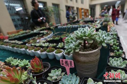 資料圖：多肉植物。<a target='_blank' href='http://www.chinanews.com/'>中新社</a>記者 泱波 攝