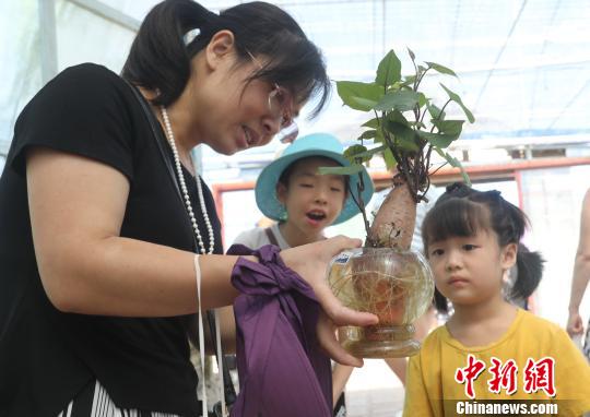 一游客母親捧著無土栽培地瓜盆景向孩子進行農(nóng)業(yè)科普教育?！↑S水林 攝