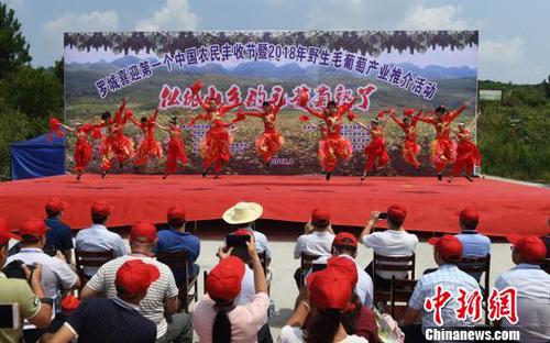 8月23日，羅城縣舉行喜迎第一個(gè)中國(guó)農(nóng)民豐收節(jié)暨2018年羅城野生毛葡萄產(chǎn)業(yè)推介活動(dòng)?！№f如代　攝