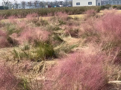 杭州又一花海淪陷:游客跳躍打滾 主播邊踩踏邊直播