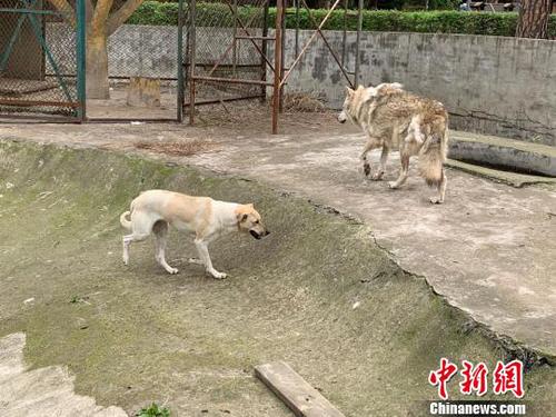 動(dòng)物園“狗狼同籠”引熱議園方回應(yīng)：沒必要分開