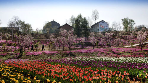 秦嶺深處，洛南縣錦繡大地花博園內(nèi)盛開(kāi)的海棠與郁金香交相輝映。新華社記者陶明攝