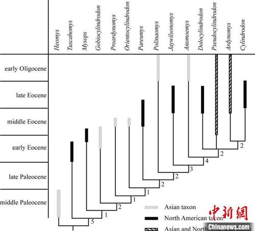 圓柱齒鼠類系統(tǒng)發(fā)育分析?？蒲袌F(tuán)隊(duì) 供圖