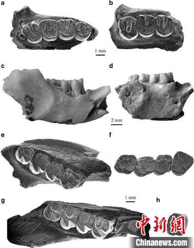 依和蘇步假圓柱齒鼠類化石材料。科研團(tuán)隊(duì) 供圖