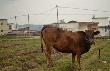 蔣珊：《小王》