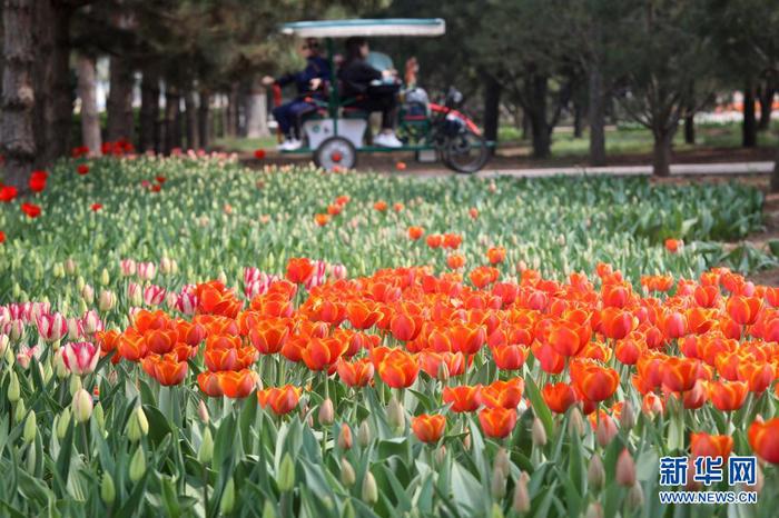 4月8日，游客在石家莊市植物園欣賞郁金香。