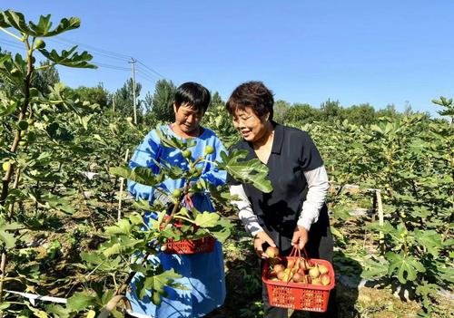 （8.7-下）村里的荒地結(jié)出了幸福果(分(5113065)-20240807100821